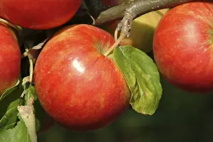 Farm Fresh Produce Prints: Apples on a tree