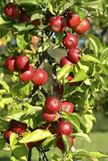 Agrarian Farming Practices Prints: Apples on tree