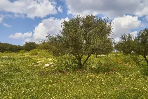 Blue Sky With White Clouds Prints: Aptera, spring, spring meadows