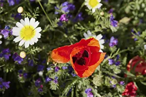 Spring Meadow Crete Prints: Aptera, spring, spring meadows