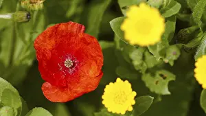 Papaveraceae Inflorescence Prints: Aptera, spring, spring meadows