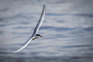 Schleswig Holstein Germany Prints: Arctic Arctic Tern (Sterna paradisea) in flight