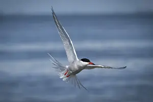 Arctic Tern Flight Prints: Arctic Arctic Tern (Sterna paradisea) in flight
