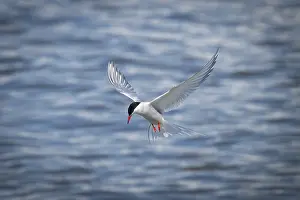 Schleswig Holstein Wildlife Prints: Arctic Arctic Tern (Sterna paradisea) in flight
