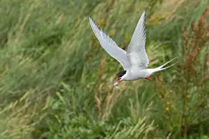 Arctic Tern Germany Prints: Arctic tern (Sterna paradisaea)