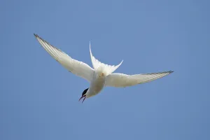 Europe Wildlife Prints: Arctic tern (Sterna paradisaea)