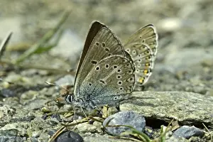 Lepidopteran Insects Pictures Prints: Aricia eumedon, Eumedonia eumedon