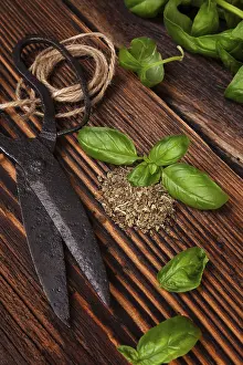 Culinary Herb Photography Prints: Aromatic culinary herbs, basil