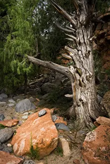 USA National Park Tourism Prints: Art with natural objects, stone