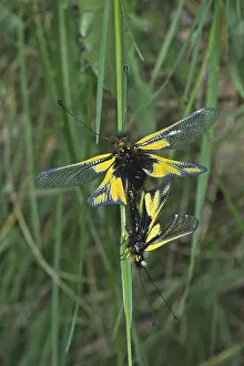 Natural Environments Fauna Prints: Ascalaphus libelloides, butterfly shaft