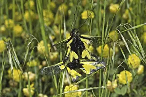 Animal Behaviour Mating Season Prints: Ascalaphus libelluloides, butterfly shaft