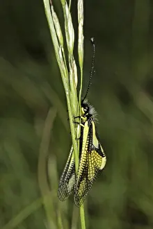 Natural Environments Fauna Prints: Ascalaphus libelluloides, butterfly shaft