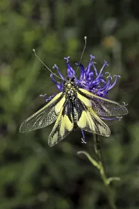 Insect Wildlife Images Prints: Ascalaphus libelluloides, butterfly shaft