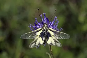 Owlfly Photography Prints: Ascalaphus libelluloides, butterfly shaft