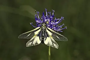 Owlfly Photography Prints: Ascalaphus libelluloides, butterfly shaft