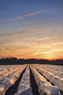 Asparagus Fields Prints: Asparagus fields