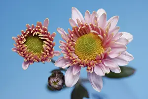 Studio Rose Photography Prints: Aster