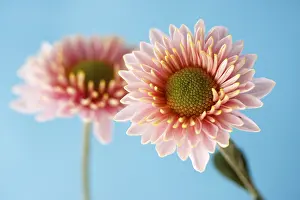 Indoor Flowering Plants Prints: Asteraceae or Compositae (Asteraceae)