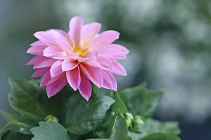 Botanical Image Prints: Asteraceae, single, blurry background