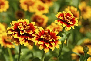 Decorative Garden Flowers Prints: Asteroideae
