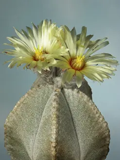 Open Air Flowering Plants Prints: Astrophytum coahuilense