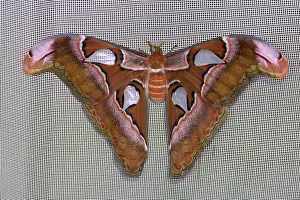 Moth Species Prints: Attacus lorquini