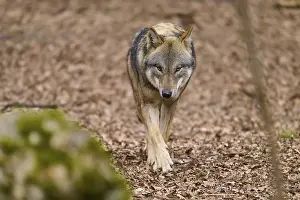 Wolf In Forest Prints: An attentive wolf approaches on a forest path