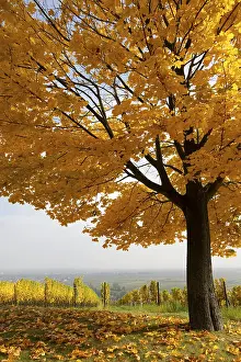Autumn Landscape Prints: Autumn