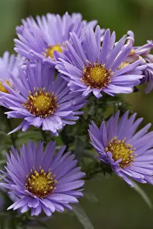 Open Air Blossoms Prints: Autumn aster