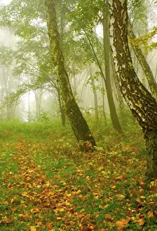 Deserted Forest Track Prints: Autumn forest path