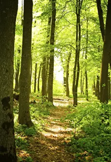 Deserted Forest Track Prints: Autumn forest path