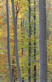 Beech Tree Prints: Autumn forest, tree, beech, beech forest