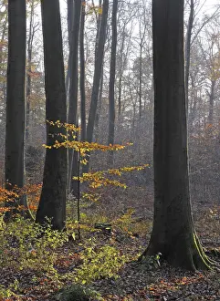 Deserted Beech Forest Scene Prints: Autumn forest, tree, beech, beech forest