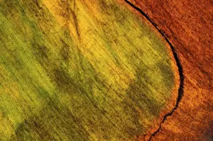 Macro Autumn Leaf Prints: Autumn leaf