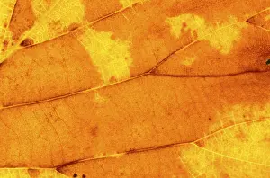 Macro Autumn Leaf Prints: Autumn leaf