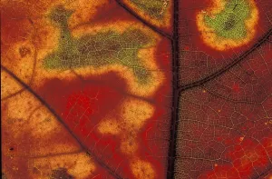 Aesthetic Macro Photography Prints: Autumn leaf