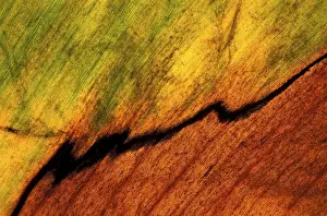 Macro Autumn Leaf Prints: Autumn leaf