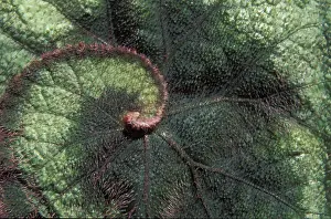 Macro Autumn Leaf Prints: Autumn leaf