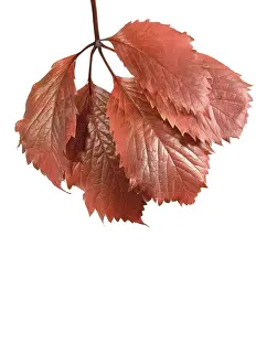 Autumn Leaf Prints: Autumn Leaf