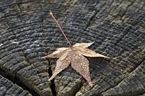 Nature Photography Fall Colors Prints: Autumn leaf with dewdrops on a tree trunk