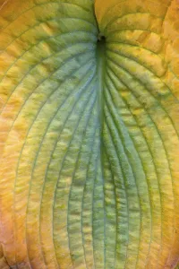 Autumn In Bavaria Germany Prints: Detail of the autumn leaf of a hosta