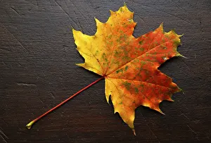 Autumn Leaves Prints: Autumn, leaf, maple leaf, maple