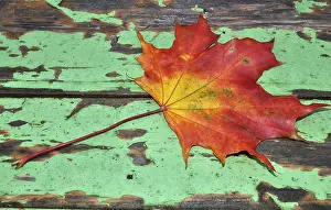 Autumn Leaves Prints: Autumn, leaf, maple leaf, maple