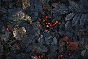 Moody Autumn Atmosphere Prints: Autumn leaf pattern