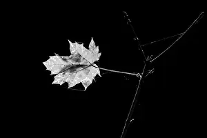 Atmospheric Evening Shot Prints: Autumn maple leaf in the last evening light