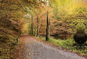 Moody Fall Season Scene Prints: Autumn path surrounded by trees