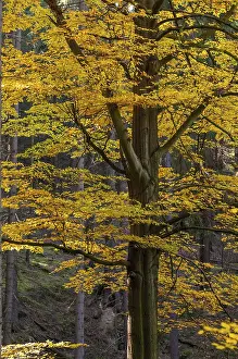 Travel Photography Forests Prints: Autumn, tree, beech forest, trees