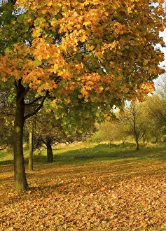 Rural Countryside Scenery Prints: Autumn tree with falling leaves