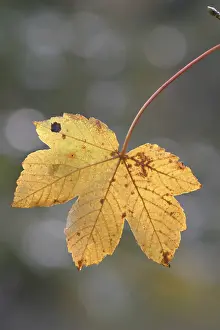 Deciduous Trees Prints: Autumnal colored maple leaf
