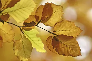 Autumn Leaf Prints: Autumnale colored beech leafs
